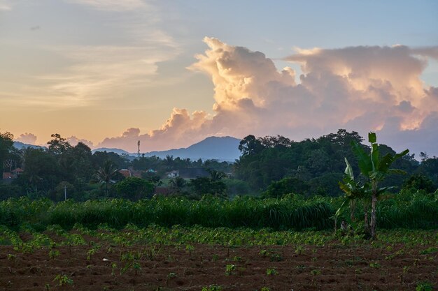 Ciels clairs Adieux chauds Vues du coucher de soleil depuis le jardin