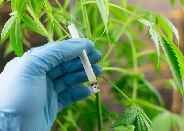 Cigarette et marijuana Dépendance au tabac