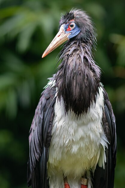 La cigogne d'Abdim