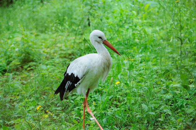 Cigogne adulte dans son habitat naturel