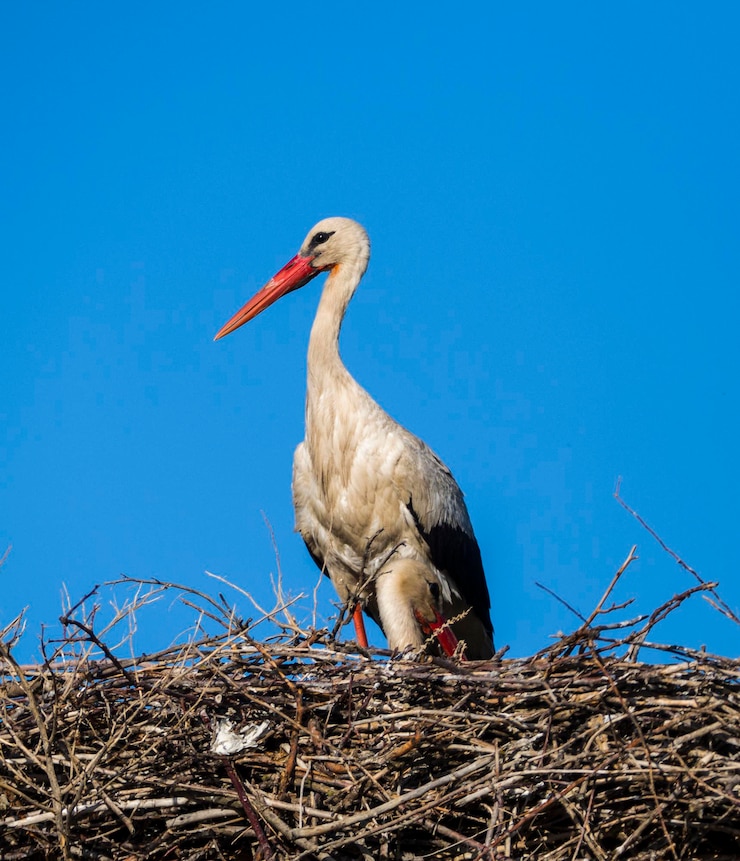 Photo une cigogne attend sa femme dans le nid ciel bleu et un nid de cigogne nid de cigogne naturel