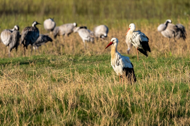 Cigogne à l'aube dans le Parc Naturel des Marais d'Ampurdan.