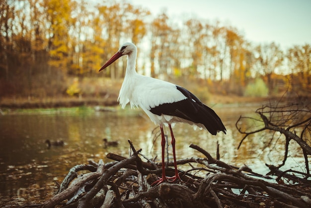 Cigogne en automne