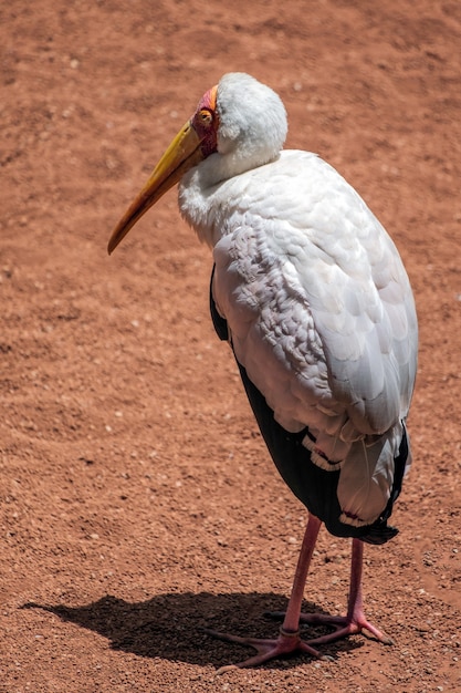 Cigogne à bec jaune (Mycteria ibis) au Bioparc de Fuengirola