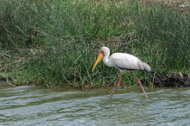 la cigogne à bec jaune qui patauge au bord de l'eau