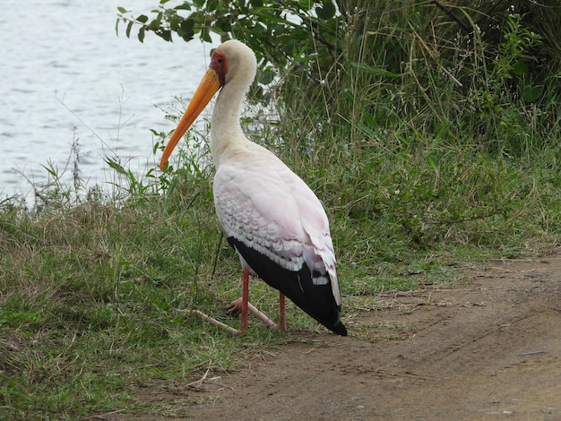 Photo cigogne à bec jaune