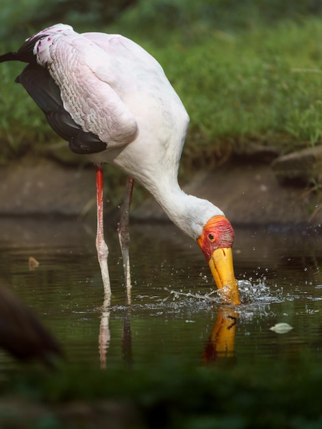 Cigogne à bec jaune