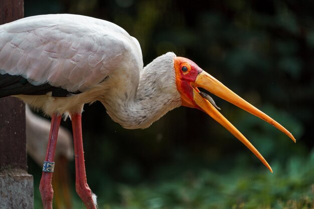 Cigogne à bec jaune