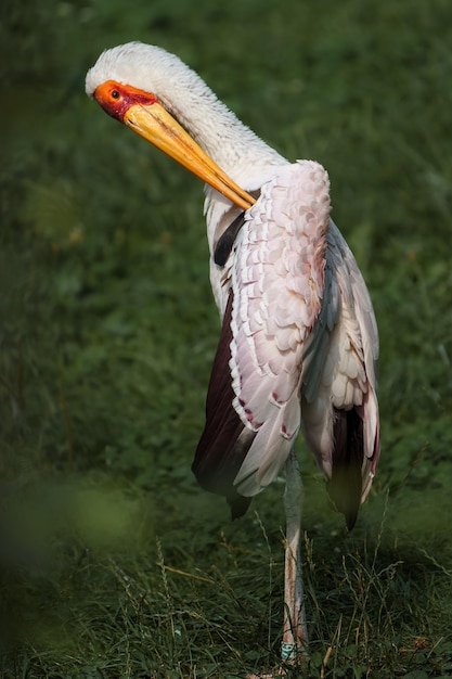 Cigogne à bec jaune