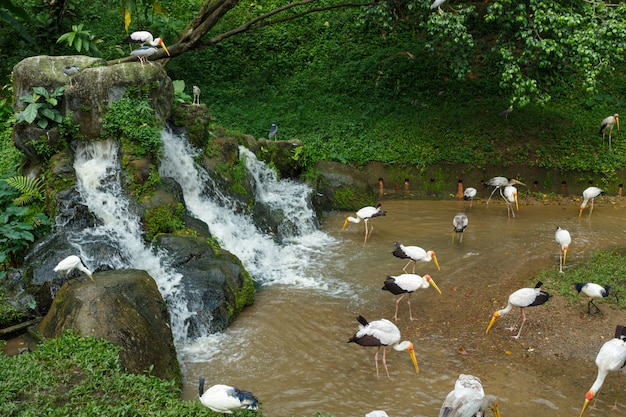 Cigogne à bec jaune