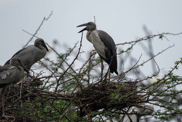 La cigogne à bec ouvert asiatique du sanctuaire d'oiseaux de Vettangudi dans le Tamil Nadu, en Inde