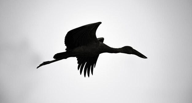 Cigogne à bec ouvert d'Asie battant des positions d'aile silhouette photographie noir blanc