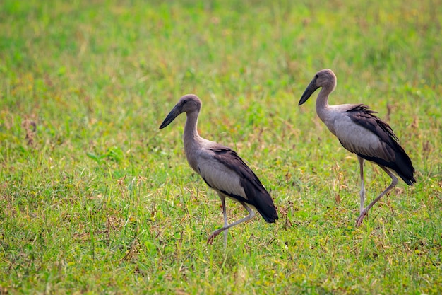 Cigogne à bec ouvert sur terrain en herbe