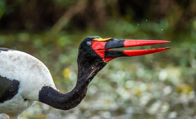 La cigogne à bec de selle attrape un petit poisson dans un petit étang de la savane