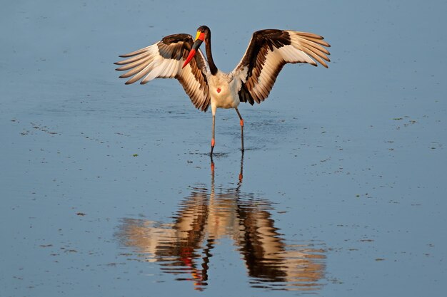 Photo la cigogne à bec de selle