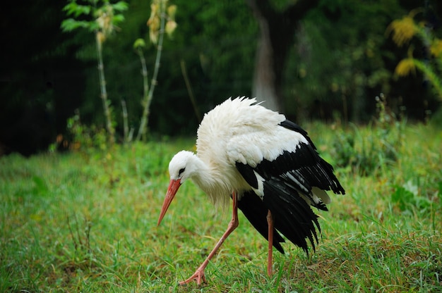 Cigogne blanche adulte dans son habitat naturel