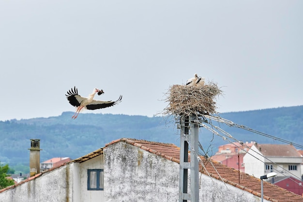 Cigogne blanche Ciconia ciconia battant des ailes en vol pour atteindre son nid avec de la terre pour finir de le construire pendant que ses petits attendent à l'intérieur