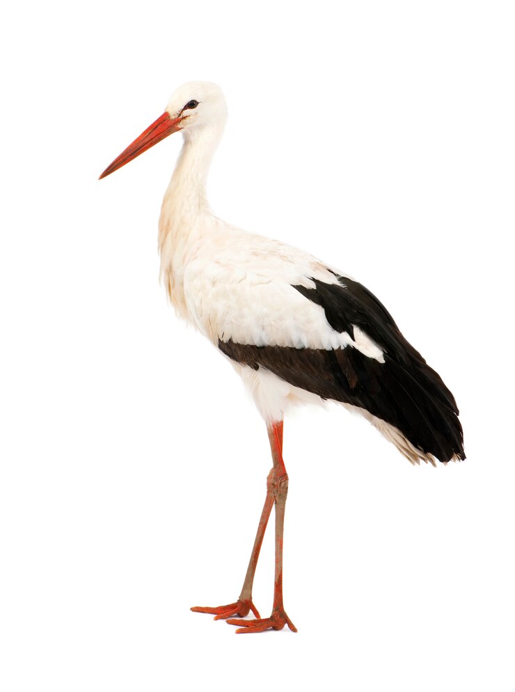 Photo cigogne blanche - ciconia ciconia sur un blanc isolé