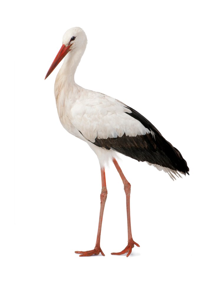 Photo cigogne blanche - ciconia ciconia sur un blanc isolé