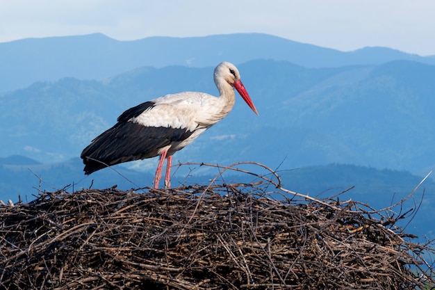 La cigogne blanche (Ciconia ciconia) est un grand oiseau de la famille des cigognes Ciconiidae qui niche au printemps. Fond de montagne bleu