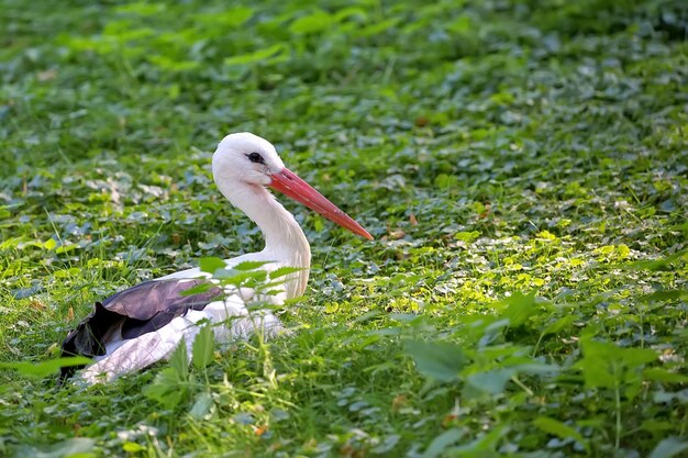 La cigogne blanche dans la forêt