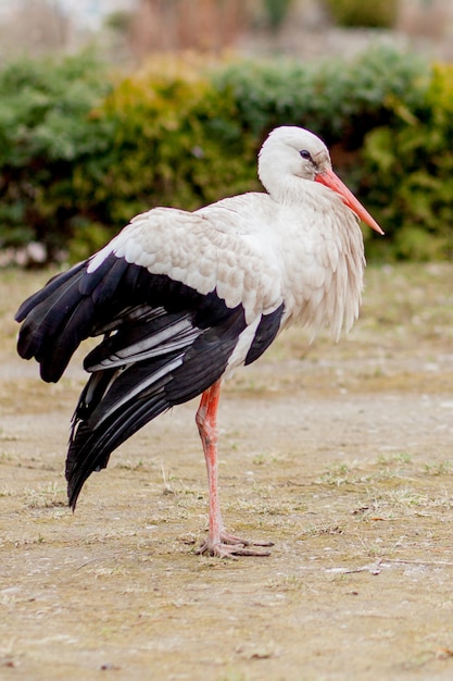 Cigogne blanche dans un habitat naturel à pied et à la recherche de nourriture