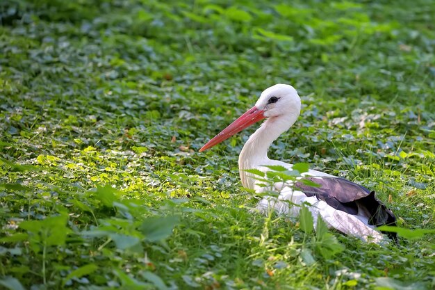 La cigogne blanche dans l'herbe