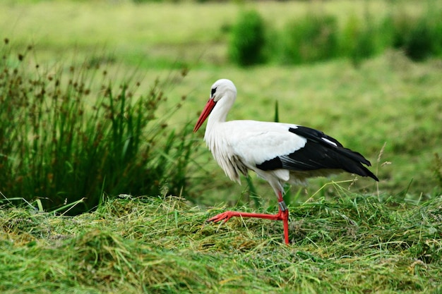 cigogne blanche dans l'herbe