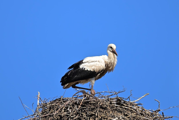 cigogne blanche dans son nid