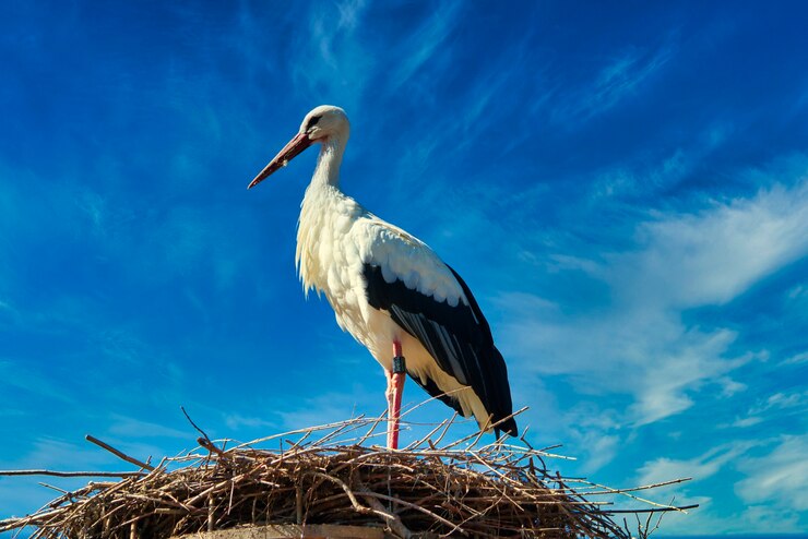 Photo cigogne blanche devant le ciel bleu sur son nid