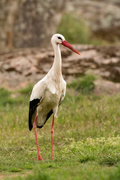 Cigogne blanche élégante