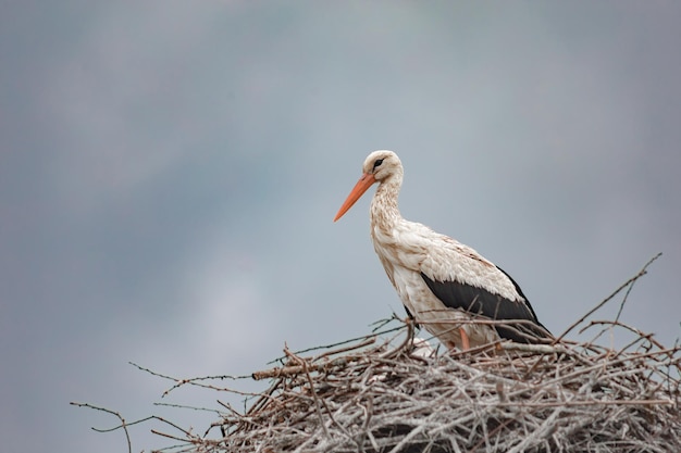 la cigogne blanche est assise dans un nid incube des œufs contre un ciel nuageux