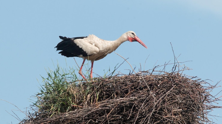 Photo la cigogne blanche est dans son nid.