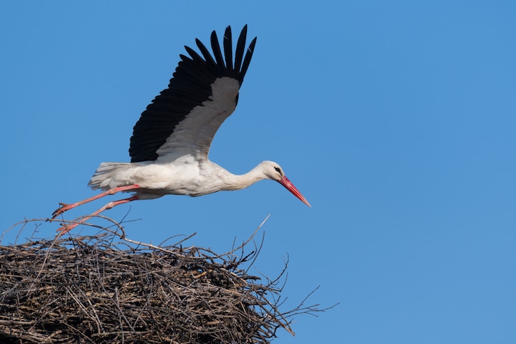 Photo cigogne blanche grand oiseau de la famille des cigognes ciconiidae sur son nid au printemps