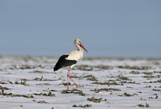 Une cigogne blanche parcourt le champ enneigé à la recherche de nourriture