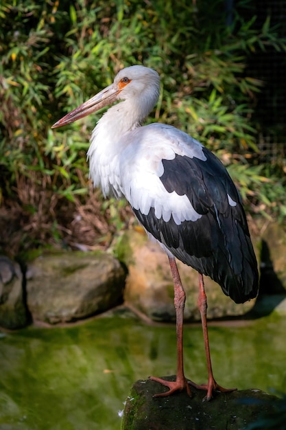 La cigogne blanche se tient sur une pierre