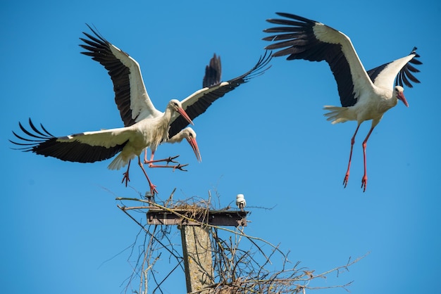 Cigogne blanche en vol contre un ciel bleu