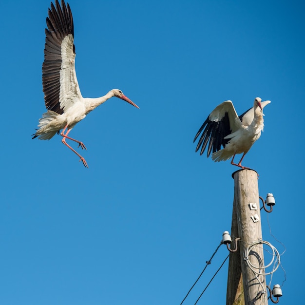 Cigogne blanche en vol contre un ciel bleu