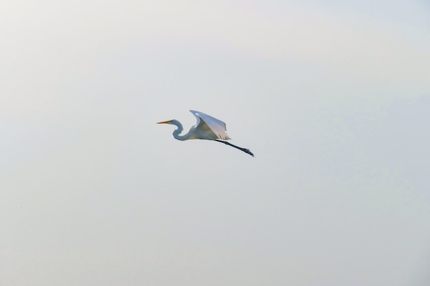 Cigogne blanche volant dans un ciel nuageux