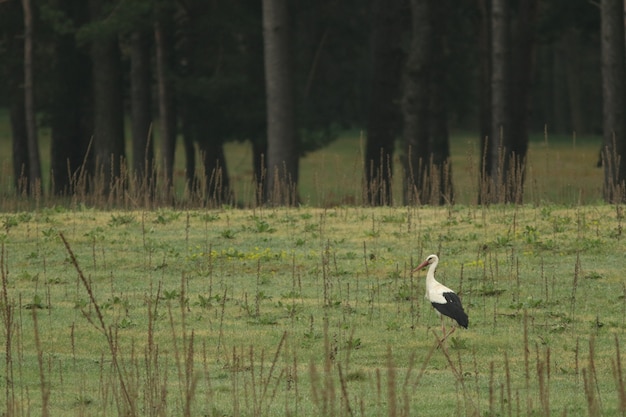 Cigogne blanche!