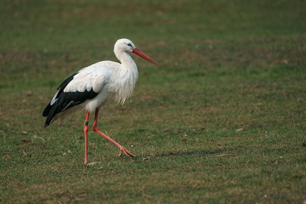 cigogne blanche