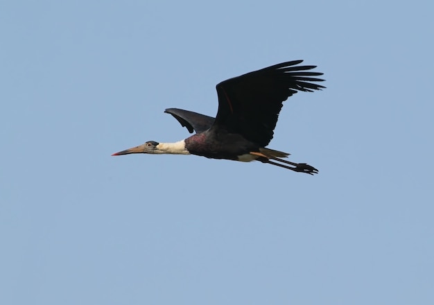 Cigogne à cou blanc en vol filmé sur ciel bleu