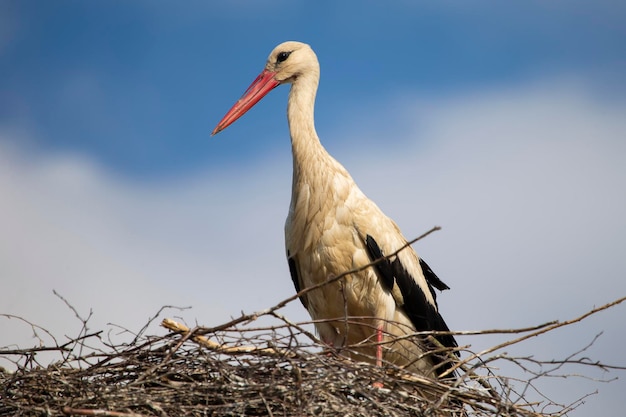 Cigogne dans le nid contre le ciel bleu.