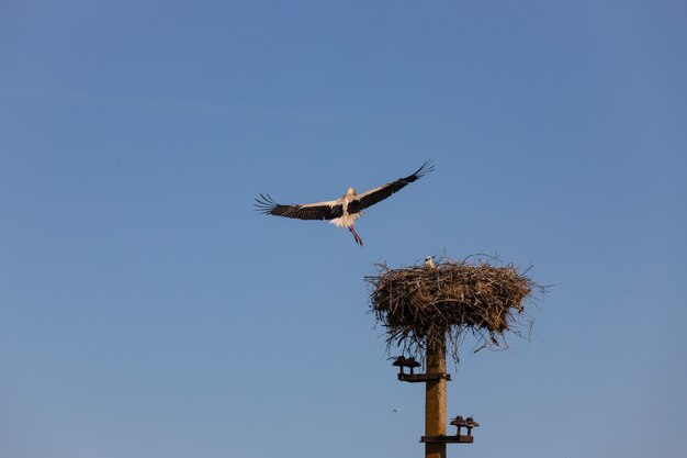 La cigogne dans le nid nourrit les enfants