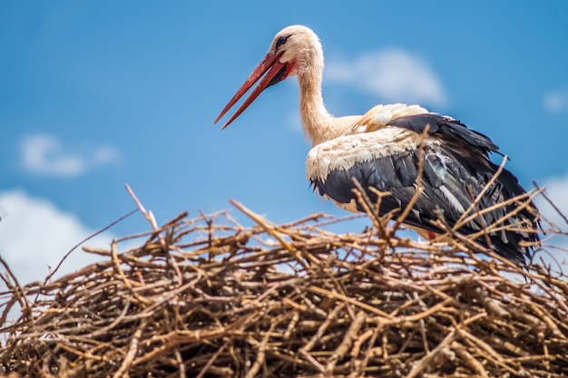 Cigogne dans le nid.