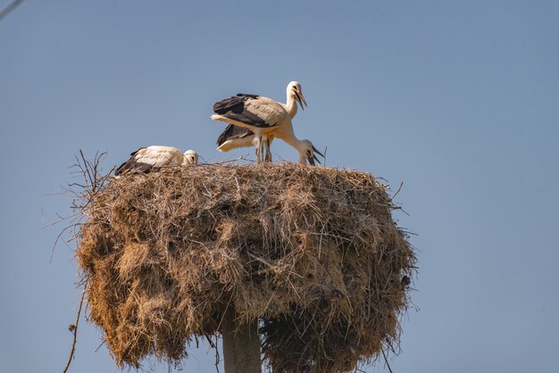 Cigogne Debout Dans Son Nid. Ciconia Ciconia.