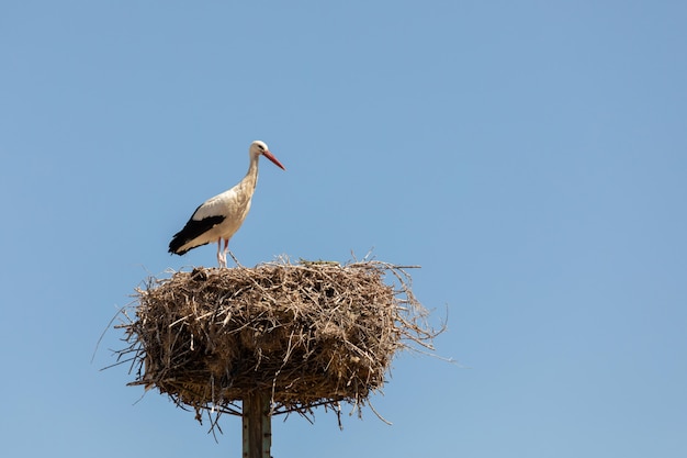 Cigogne élégante dans le nid