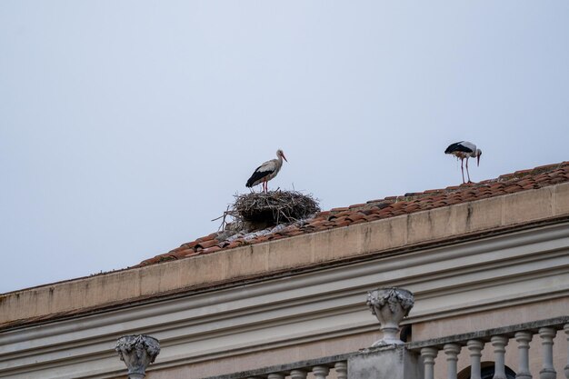 Photo la cigogne est assise sur le toit d'un bâtiment.