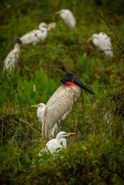 Cigogne Jabiru dans les zones humides d'un magnifique Pantanal brésilien Bel et très gros oiseau en Amérique du Sud Mycteria Jabiru Photo de l'habitat naturel