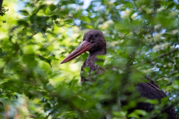 Cigogne noire assise dans les branches d'un arbre